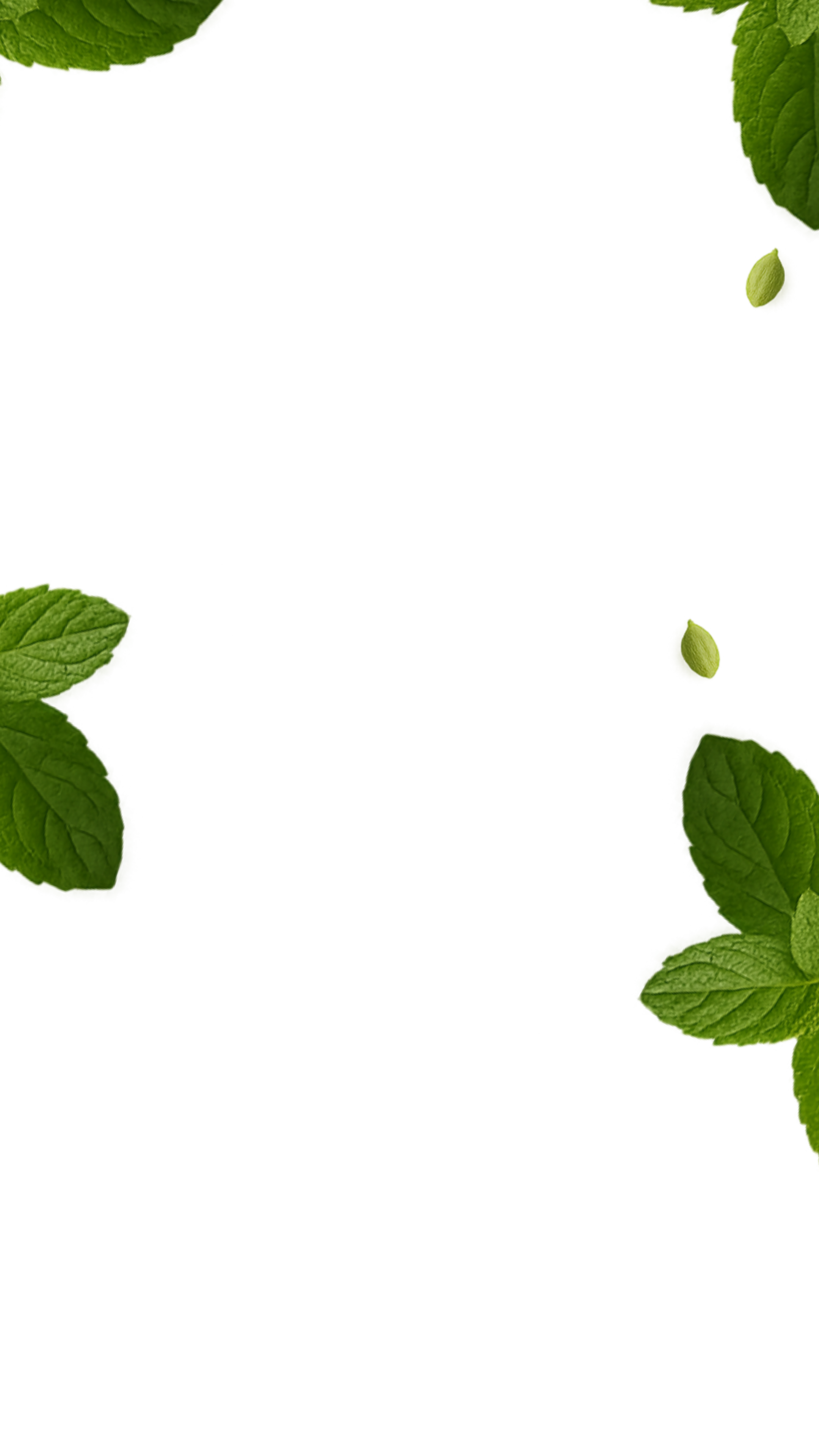 Green leaves scattered on a white background